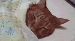 Зошто мачките сакаат да спијат?